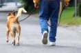 Dog Walker